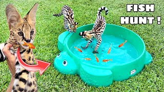 TRAINING BABY SERVALS HOW TO HUNT FISH !