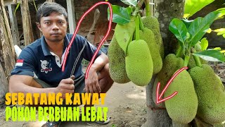 FORCING TREES TO BEAR FRUIT