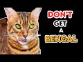 Why You SHOULDN&#39;T Get A BENGAL Cat