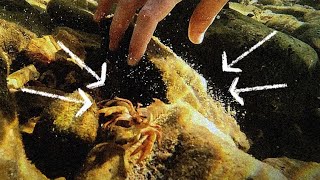 Family Adventure Catching Crawdads at the Creek YOU WON T BELIEVE WHAT HAPPENED