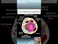 11. La cellule eucaryote