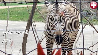 zebre dans le parc de la ville by Animal group Eu 1,753 views 2 years ago 10 minutes, 54 seconds