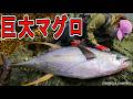 【女性初の快挙！！】女が超巨大なマグロと磯から壮絶な激闘を繰り広げた結果！！遂に長年の夢を叶えました【巨大マグロ！！】│釣り│fishing│fishingwoman│yellowfintuna