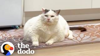 23 pound wobbly cat makes huge strides her weight loss journey