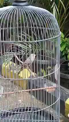 Burung sanger gacor full isian !!! Cocok untuk pancingan sanger malas bunyi.