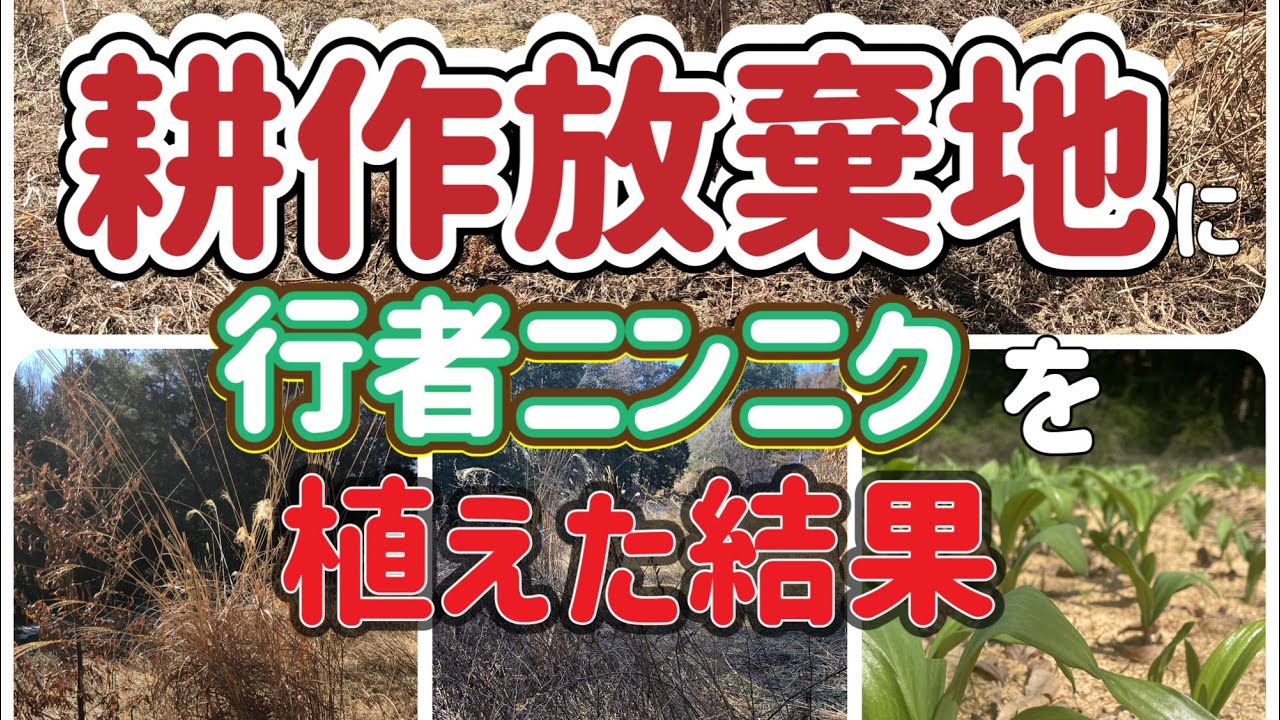 耕作放棄地を開拓して行者ニンニクを植えた結果！2022年から2025年総集編！長野県上伊那です行者ニンニク栽培！