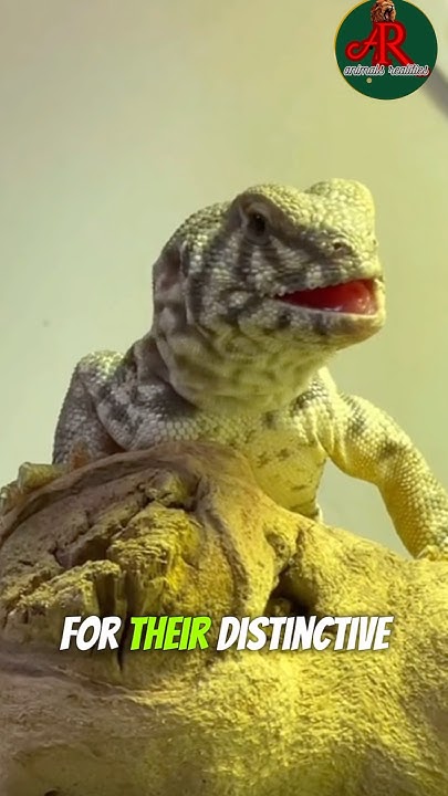 uromastyx-the-fascinating-world-of-spiny-tailed-lizards-did-you