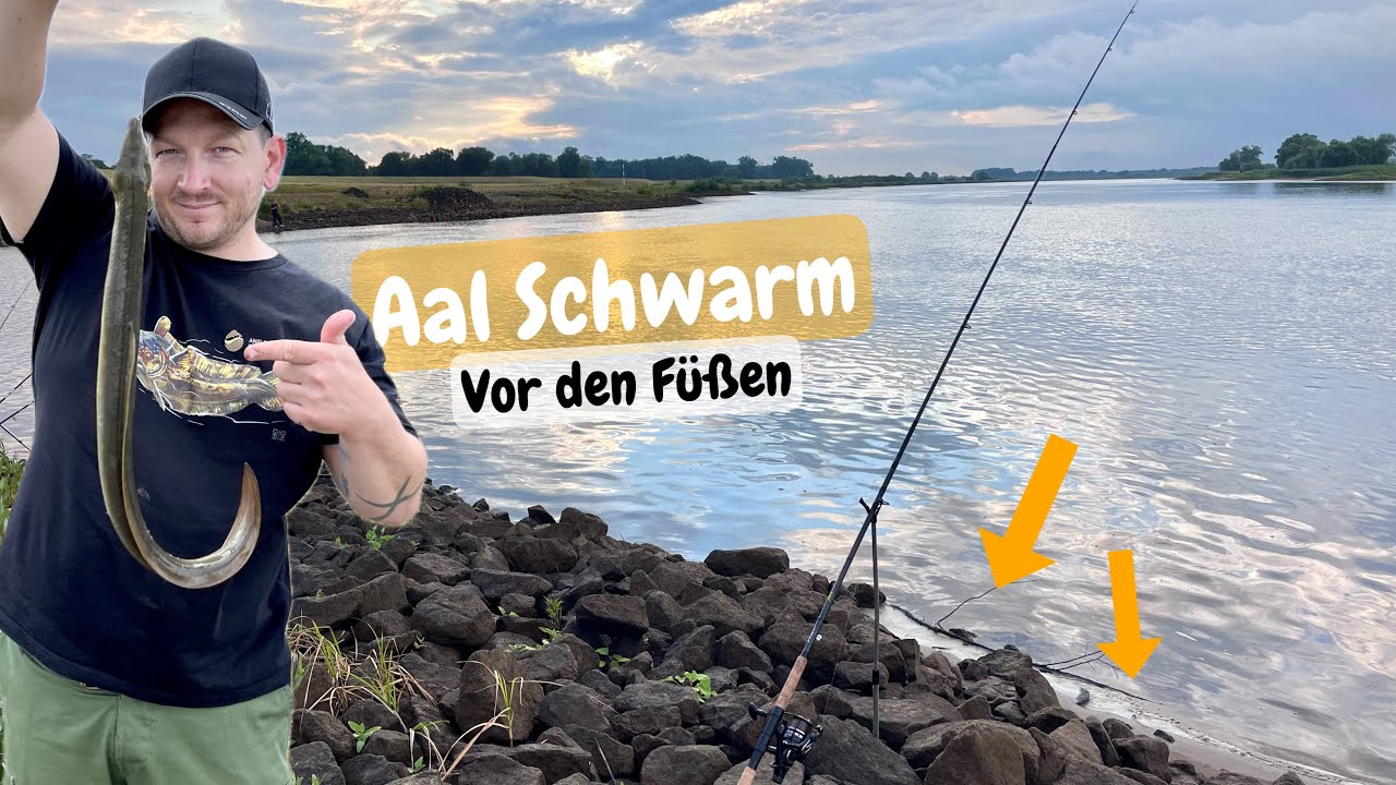 Aal angeln in der Elbe. Vor den Füßen beißen A(a)LLE