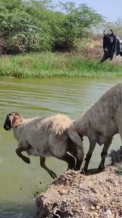 Kambing lucu nyebur di sungai