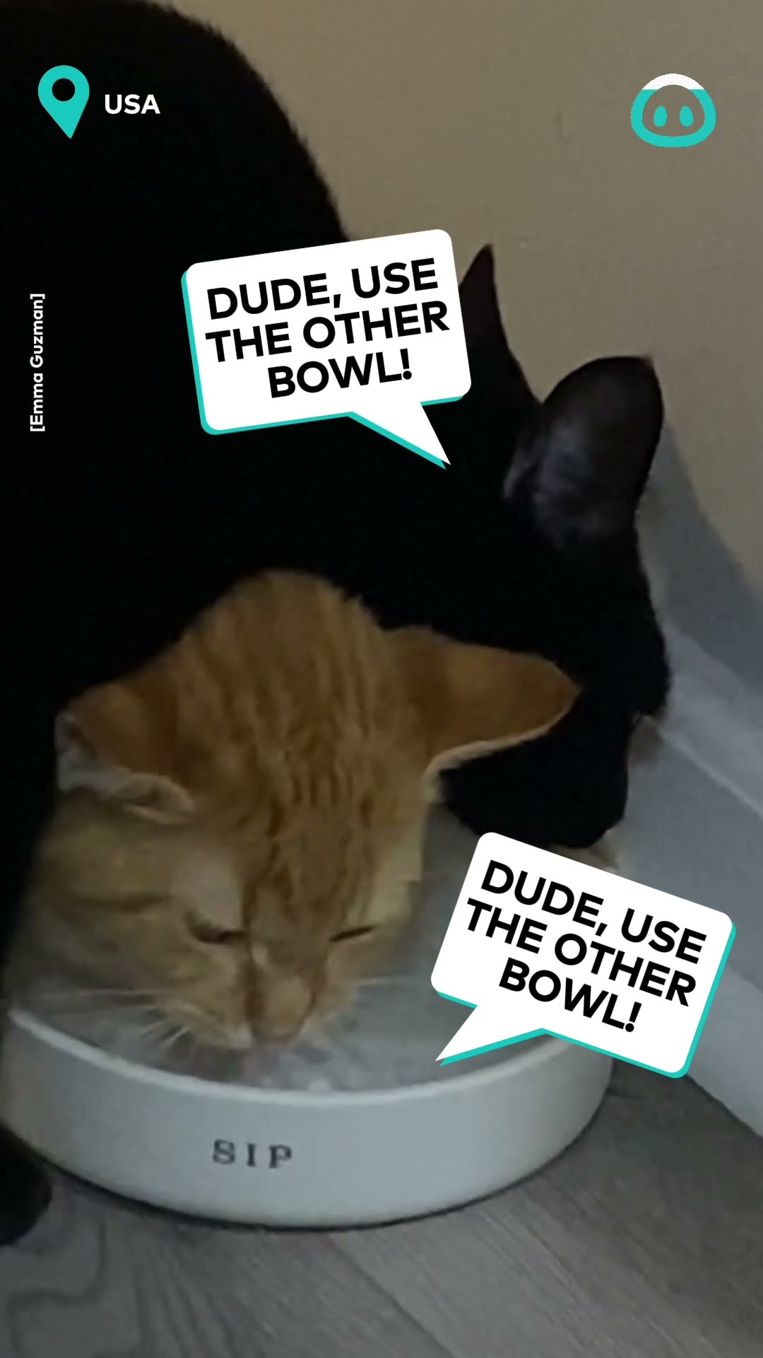 Sharing Is Caring For These Kitties || ViralHog