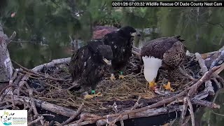 Dade County Eagle: R9 & R10 were banded yesterday -- 2026 02 01
