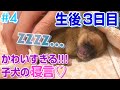 【生後3日目】子犬の寝言がかわいすぎたから聞いてほしい【ミックス犬】