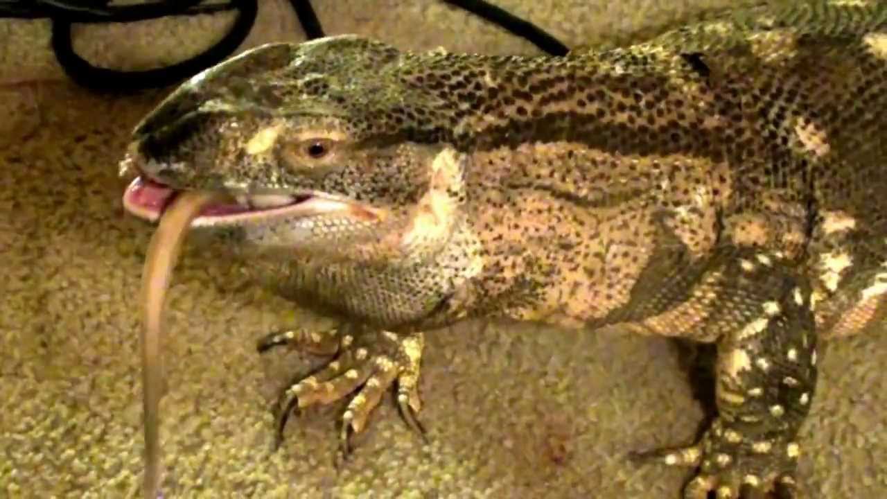Blackthroat Monitor Lizard Eating A Xxl Rat YouTube blackthroat-monitor-lizard-eating-a-xxl-rat-youtube