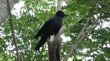 New Caledonian crow alarm calls