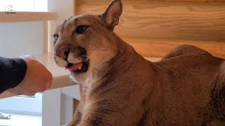 Cougar Messi has a toy taken away 