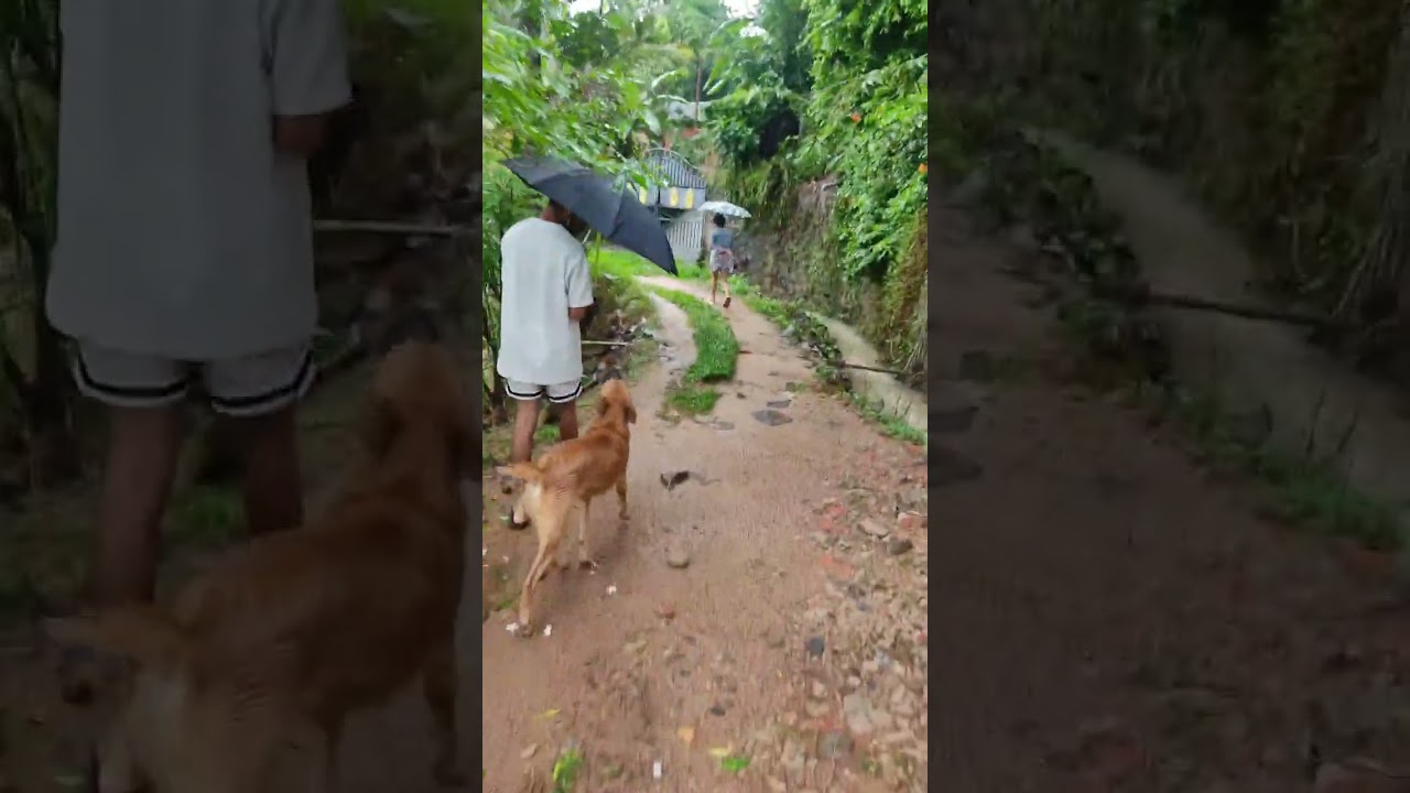 මහ වැස්සෙන් බේරගත් කුඩා ජීවිතයක් 🐶❤️ ⛈️ 