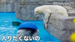 Polar Bears 今はプールに入りたくないリラ 生後6ヶ月