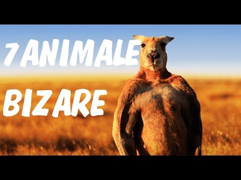 Video: Care Sunt Animalele Din Australia