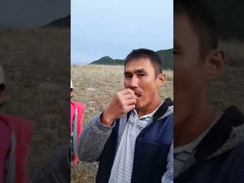 лиственница полезна