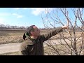 Весняна Обрізка Груші На Максимальний Врожай