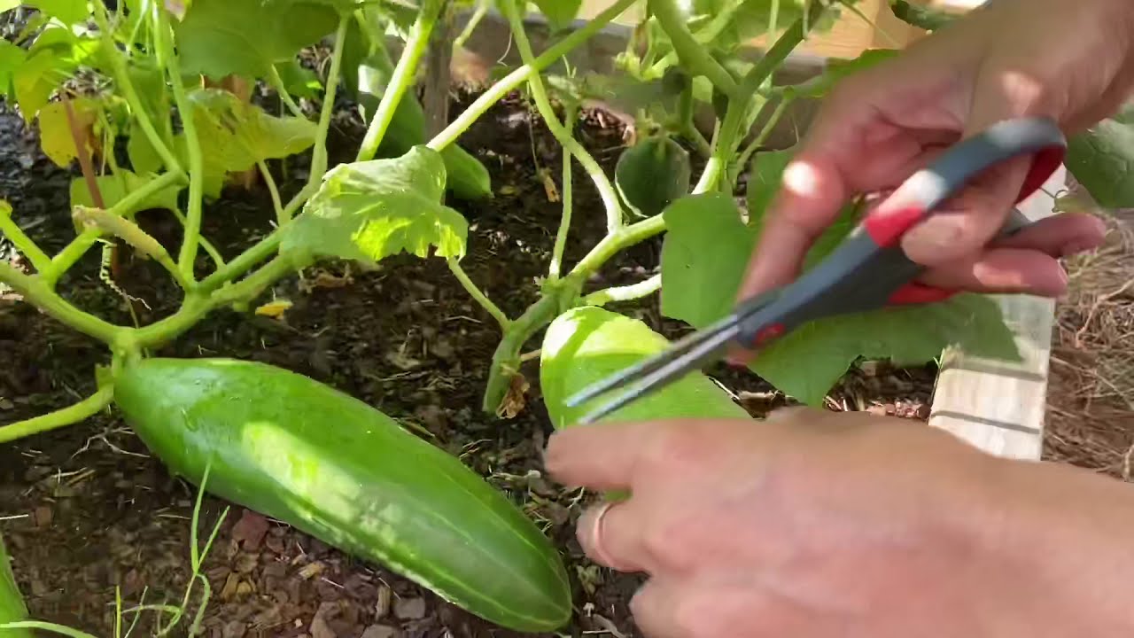 First Cucumber Harvest | Gardening | Organic | Healthy | Home Grown | #