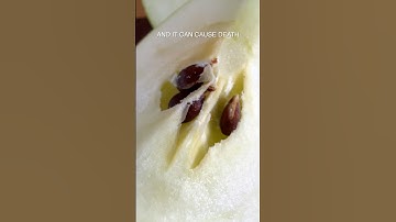 The Truth About Apple Seeds               #apples #poison #truth