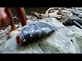 Survival skills: Find & Catch fish at river grilled for food - Cooking fish eating delicious #10