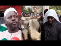 Gamou 2022  impressionnante larrive des bufs aziz ndiaye  tivaouane raction s moustapha sy