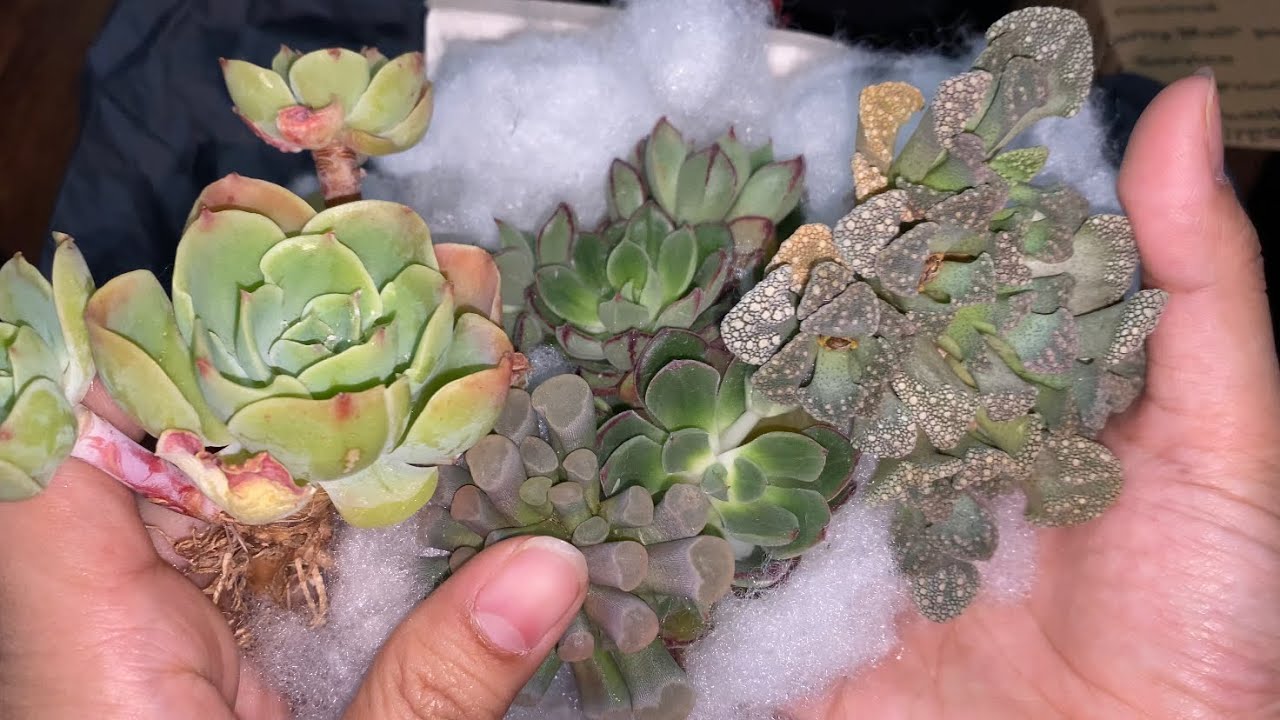 Korean Succulents