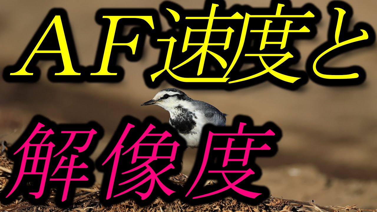 AF速度と、解像度。RF200-800mm F6.3-9 IS USM - YouTube