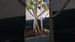 Clusia Dying Clusia Bad Prunnig Causes Pests And Diseases