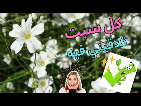 زهور الجيبسوفيلا Gypsophila