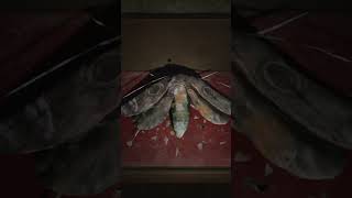 Silent Hill 2 Remake The code for the lock in the room with moths #shorts