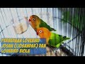 Anakan Lovebird Pasjo