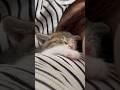 赤ちゃんの頃から添い寝していた甘えん坊猫がこうなりました#保護猫 #子猫 #赤ちゃん猫 #shorts