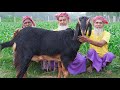 30 KG Big Goat Mutton Kosha with Polao Rice - Meat Curry Recipe Cooking in Village - Goshto Vuna