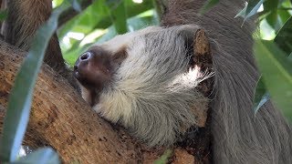 Sloths. Perezosos en Costa Rica