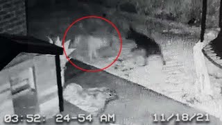 Dog Plays With Ghost! CAUGHT ON CCTV (Spooky Ghost Dog Captured)