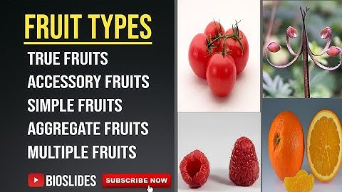 Types of fruit || Simple aggregate and multiple fruit types || Complete account #Bioslides