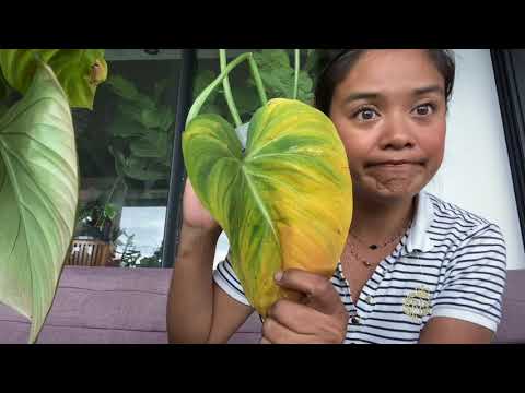 Vidéo: Pourquoi les feuilles de philodendron jaunissent ?