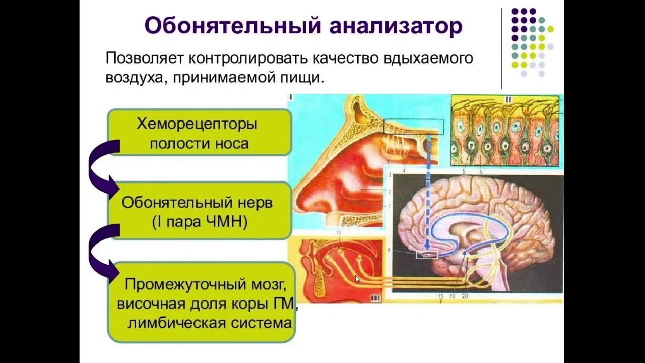 Строение рецепторов обонятельного анализатора. Обонятельный анализатор мозг. Строение обонятельного анализатора человека схема. Отделы обонятельного анализатора физиология. Строение анализатора обоняния.