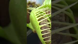 Tanaman Pemakan Hewan
