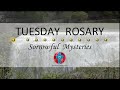 Tuesday Rosary • Sorrowful Mysteries of the Rosary 💜 May 28, 2024 VIRTUAL ROSARY - MEDITATION