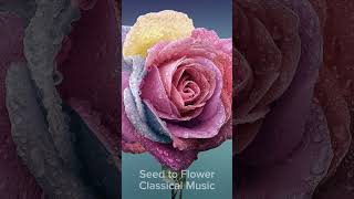 Seed to Flower Relaxing classical.Healing Music Relax Mind Body,Cleanse Anxiety, Stress ,Toxins.