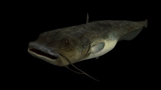 The catfish 3D model + rigging (made in Blender)