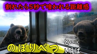 ガラスが割れたら人生終了？マジで帰れなくなる動物園・・・楽しすぎてな！！！【登別クマ牧場・北海道】The most fun bear zoo in the world is in Japan　4K
