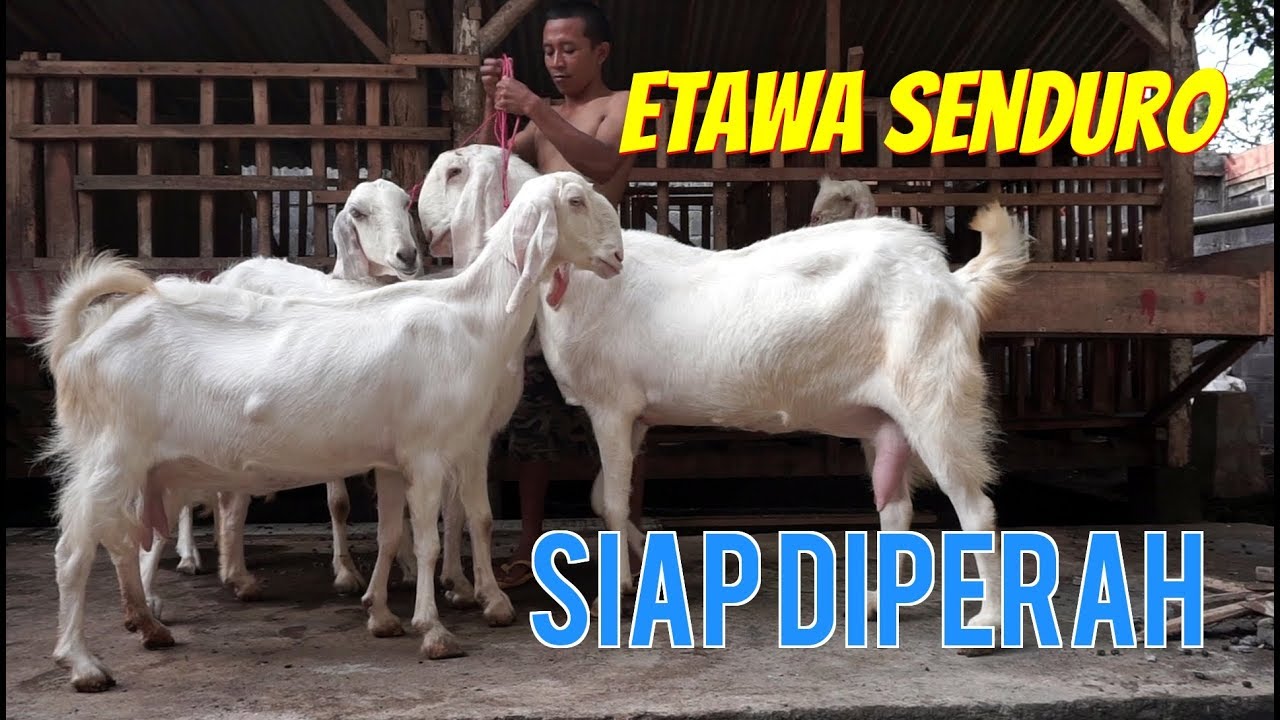 Review Kambing Etawa Siap Perah Yang Akan Dikirim 25 Februari 2018