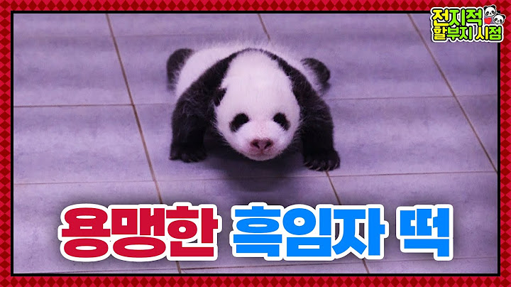(SUB) Brave Twin Baby Pandas│ Panda World🐼