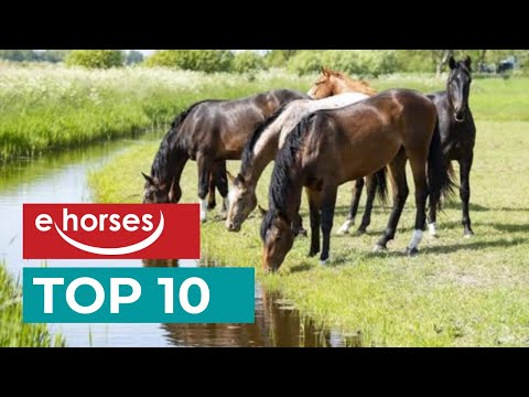 Video: Niederländische Warmblut-Pferderasse Hypoallergen, Gesundheit Und Lebensdauer