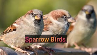 Sparrow Survival Techniques Uncovered by NATURE'S BEAUTY  200 views 3 weeks ago 3 minutes, 4 seconds